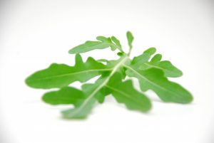 rucola